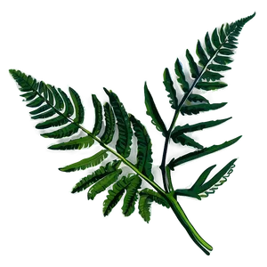 Fern Leaf Botanical Print Png 06282024 PNG Image