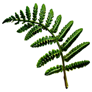 Fern Leaf Close-up Detail Png Qmh42 PNG Image