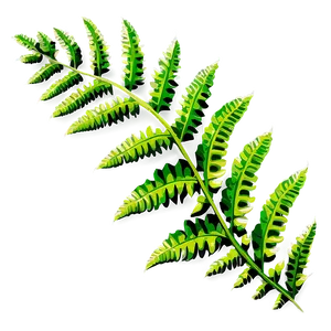 Fern Leaf D PNG Image