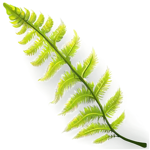 Fern Leaf Vector Artwork Png 21 PNG Image