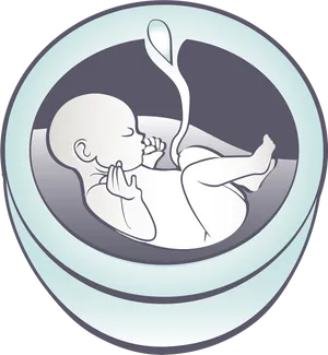 Fetal Development Illustration PNG Image