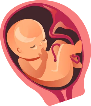 Fetal Development Illustration PNG Image