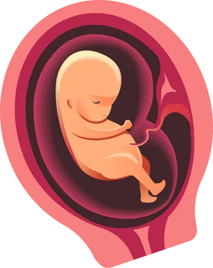 Fetal Developmentin Womb Illustration PNG Image