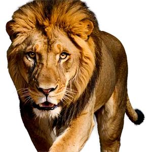 Fierce Lion Expression Png 17 PNG Image