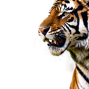 Fierce Tiger Face Png Ack68 PNG Image