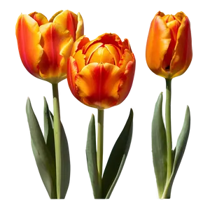 Fiery Orange Tulip Png 06122024 PNG Image