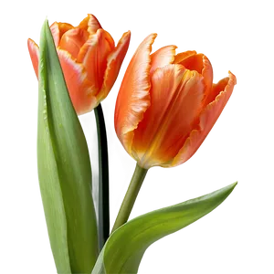 Fiery Orange Tulip Png 16 PNG Image