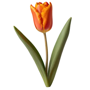 Fiery Orange Tulip Png 78 PNG Image