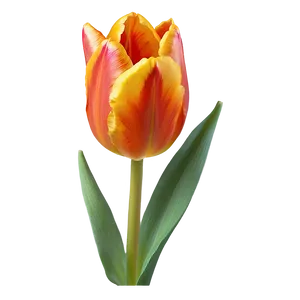 Fiery Orange Tulip Png Yjk39 PNG Image