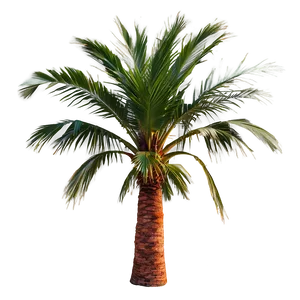 Fiery Sunset Palmera View Png Xig PNG Image