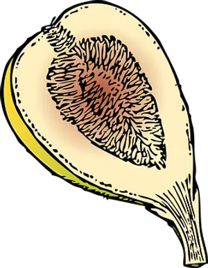 Fig Fruit Cross Section Illustration PNG Image