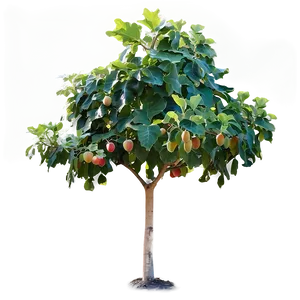 Fig Tree Png 06282024 PNG Image