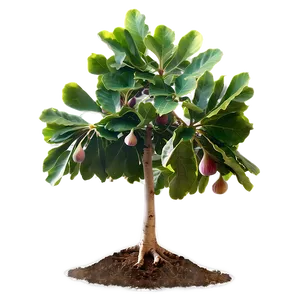 Fig Tree Png 65 PNG Image