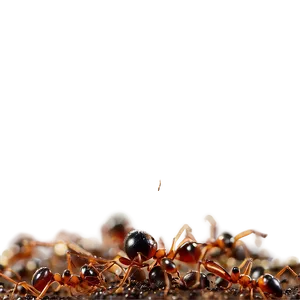 Fire Ant Infestation Image Png 06292024 PNG Image