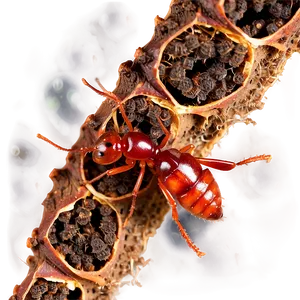 Fire Ant Nest Diagram Png Rad33 PNG Image