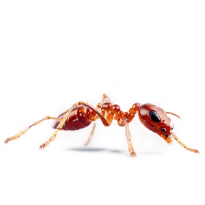 Fire Ants Png Aty97 PNG Image