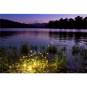 Fireflies By The Lake Png 06122024 PNG Image