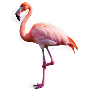 Flamingo And Sunset Gradient Png Aov PNG Image