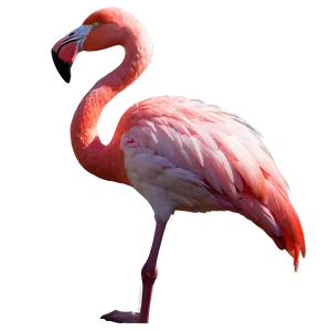 Flamingo And Sunset Gradient Png Ljp46 PNG Image