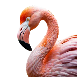 Flamingo Beach Party Png 89 PNG Image