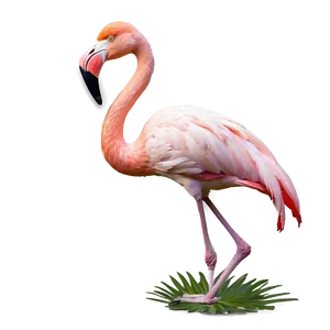 Flamingo In Natural Habitat Png 06292024 PNG Image