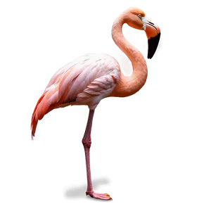 Flamingo Tropical Rainforest Png Kdx84 PNG Image