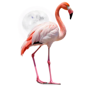 Flamingo Under Moonlight Png 06292024 PNG Image