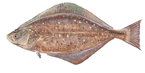 Flatfish Species Identification PNG Image