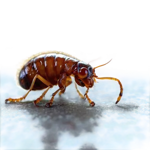 Flea Infestation Picture Png Pai PNG Image