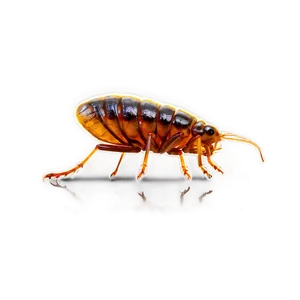 Flea Infestation Picture Png Xmi PNG Image