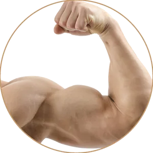 Flexed Bicep Muscle Display.png PNG Image