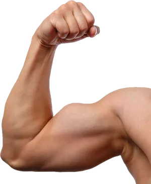 Flexed Bicep Muscular Arm.png PNG Image