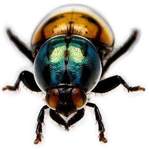 Flies In Amber Png Btu PNG Image