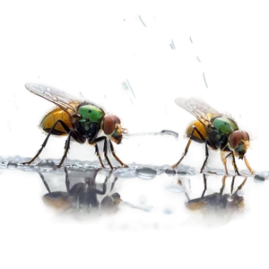 Flies In The Rain Png Knq80 PNG Image