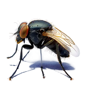 Flies Infestation Png Plw94 PNG Image