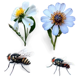 Flies On Flowers Png Llv21 PNG Image