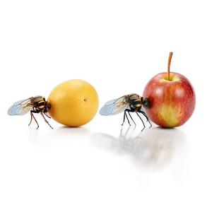 Flies On Fruit Png 60 PNG Image