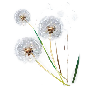 Floating Dandelion Seeds Png 18 PNG Image