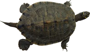 Floating Turtle Transparent Background PNG