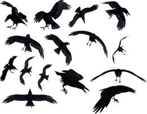 Flock_of_ Ravens_in_ Flight PNG Image