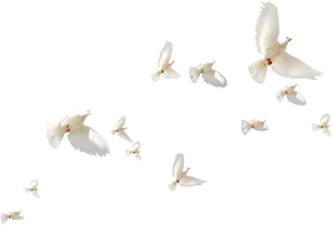 Flock_of_ White_ Doves_in_ Flight PNG Image