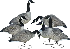 Flockof Geese Gathering PNG Image