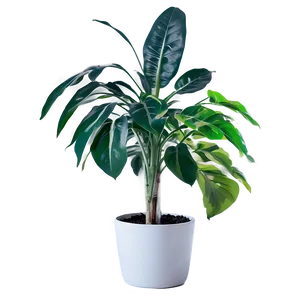 Floor Plant Png 63 PNG Image