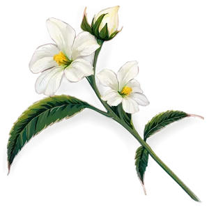 Floral Stem Png Jgp PNG Image