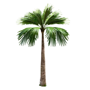 Florida State Tree Png Kwf PNG Image