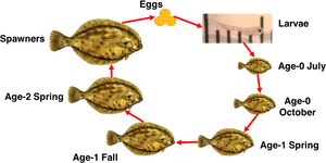 Flounder Life Cycle Development Stages PNG Image