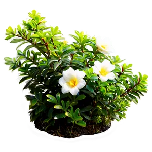 Flower Bush D PNG Image