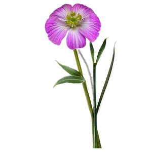 Flower Stem D PNG Image