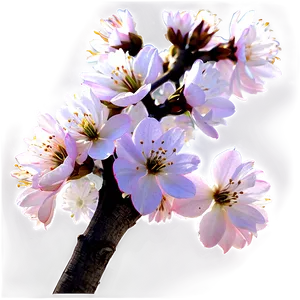 Flower Tree Branch Closeup Png 74 PNG Image