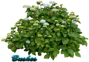 Flowering Green Shrub Graphic PNG Image